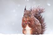 Red Squirrel in the Snow - Personalised Christmas Card
