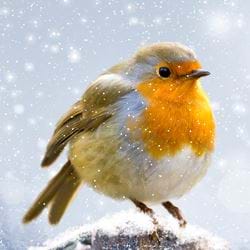 Chubby Robin - Personalised Christmas Card