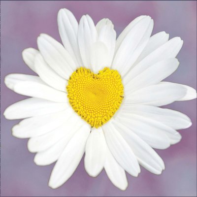 Daisy Heart Greetings Card