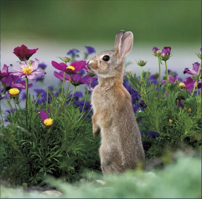 Peaking Rabbit Greetings Card