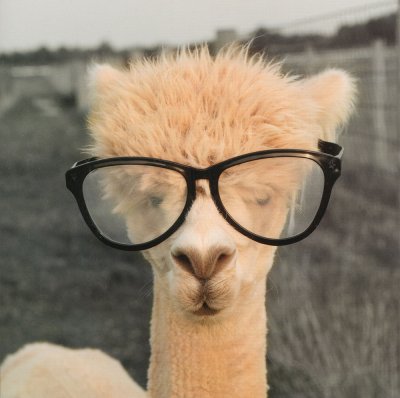 Llama in Glasses Greeting Card