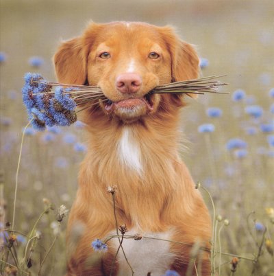 Freshly Picked Greetings Card