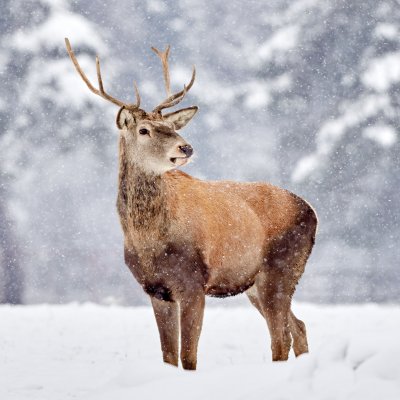 Red Stag MND Association Christmas Pack (10)