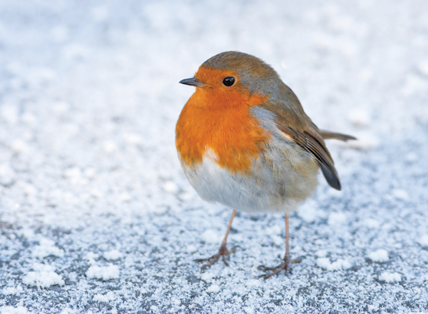 Christmas Robin Personalised Christmas Card