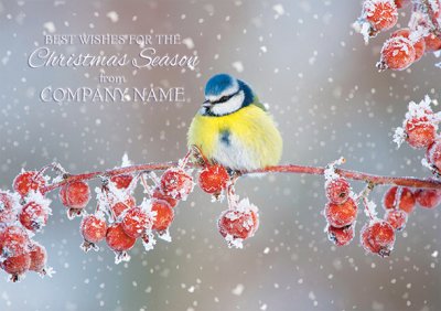 Blue Tit and Berries Front Personalised Christmas Card