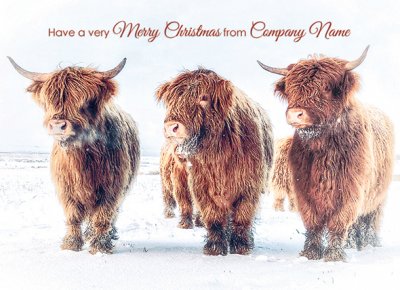 Highland Cows in Winter Personalised Christmas Card - Front Personalisation