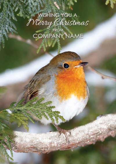 Robin in Fir Tree Front Personalised Christmas Card