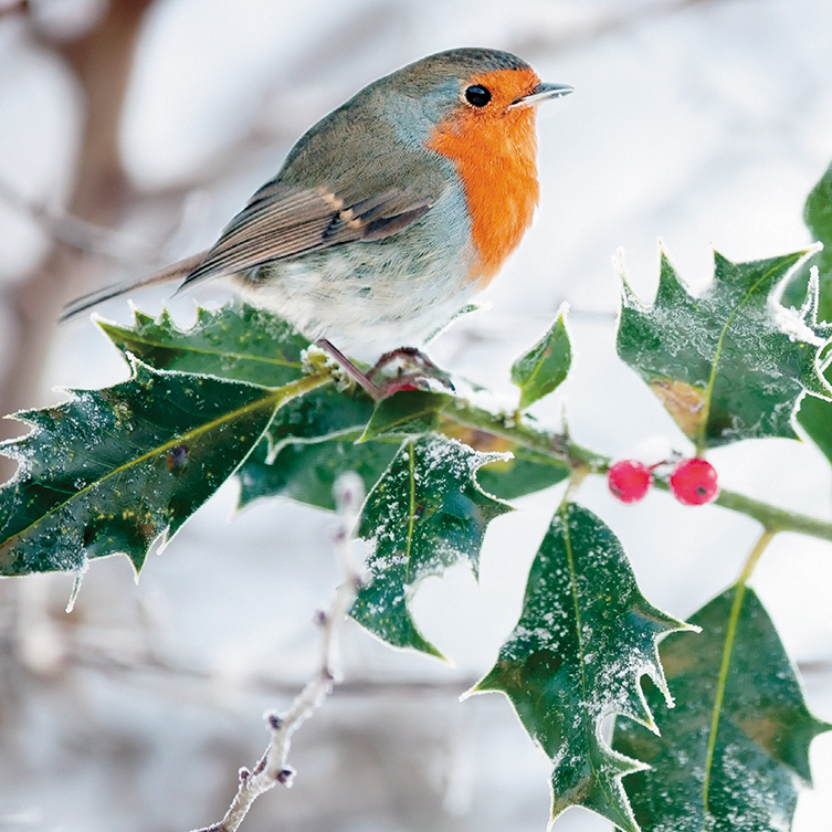 Robin and Holly MSF Christmas Pack (10)