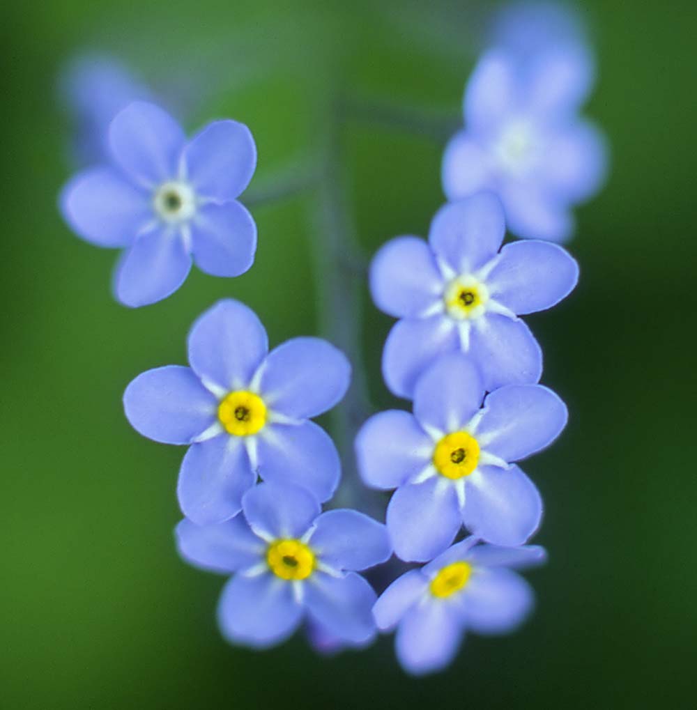 Blue Flowers Greeting Card