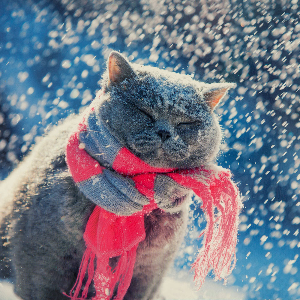 Cat in Scarf Christmas Card