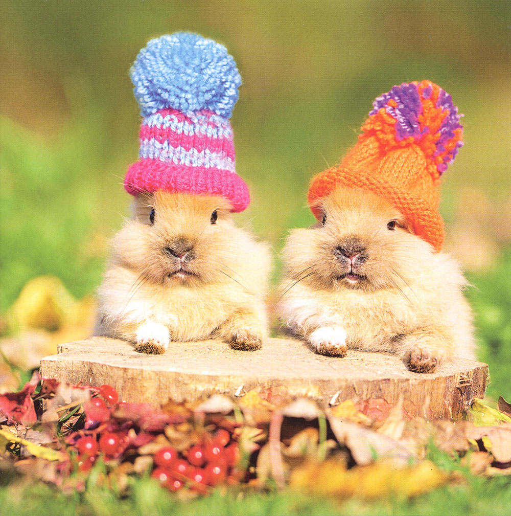 Peekaboo Greetings Card