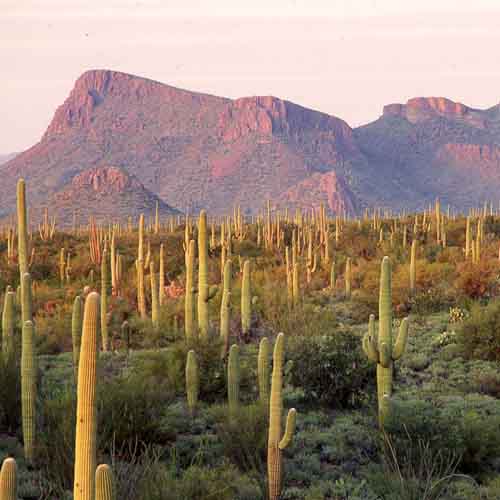 Deserts Greeting Card