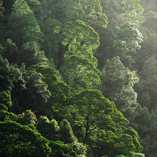 Forests Greeting Card