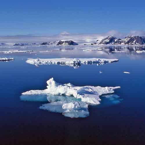 Arctic Greetings Card