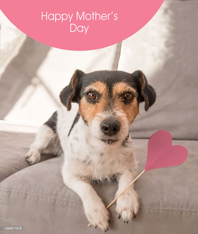 Terrier Love Mother's Day Card