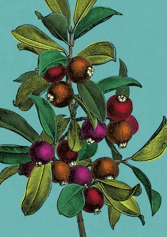 Wild Berries Greeting Card