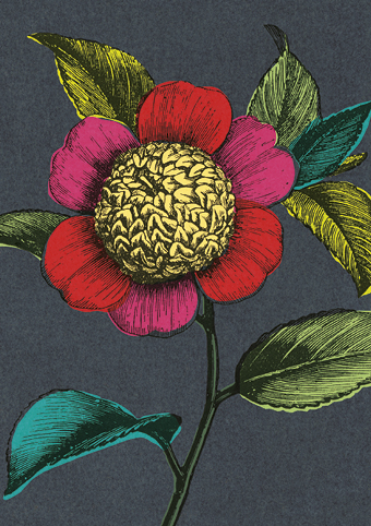 Colourful Camellia Greeting Card