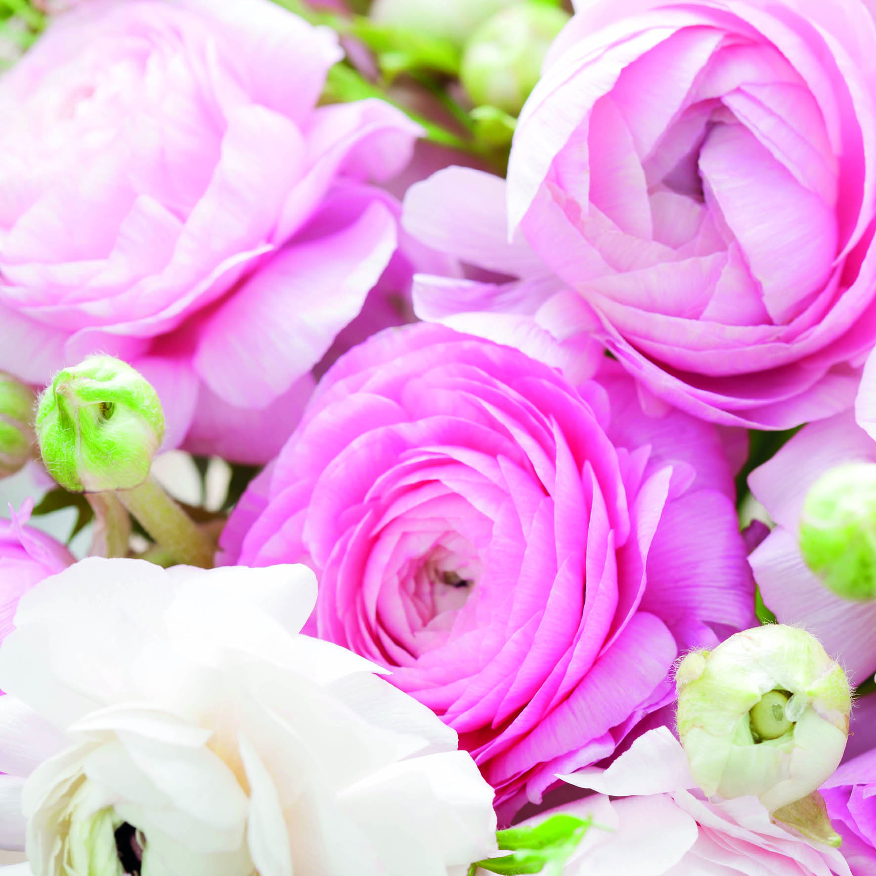 Pink Roses Greeting Card