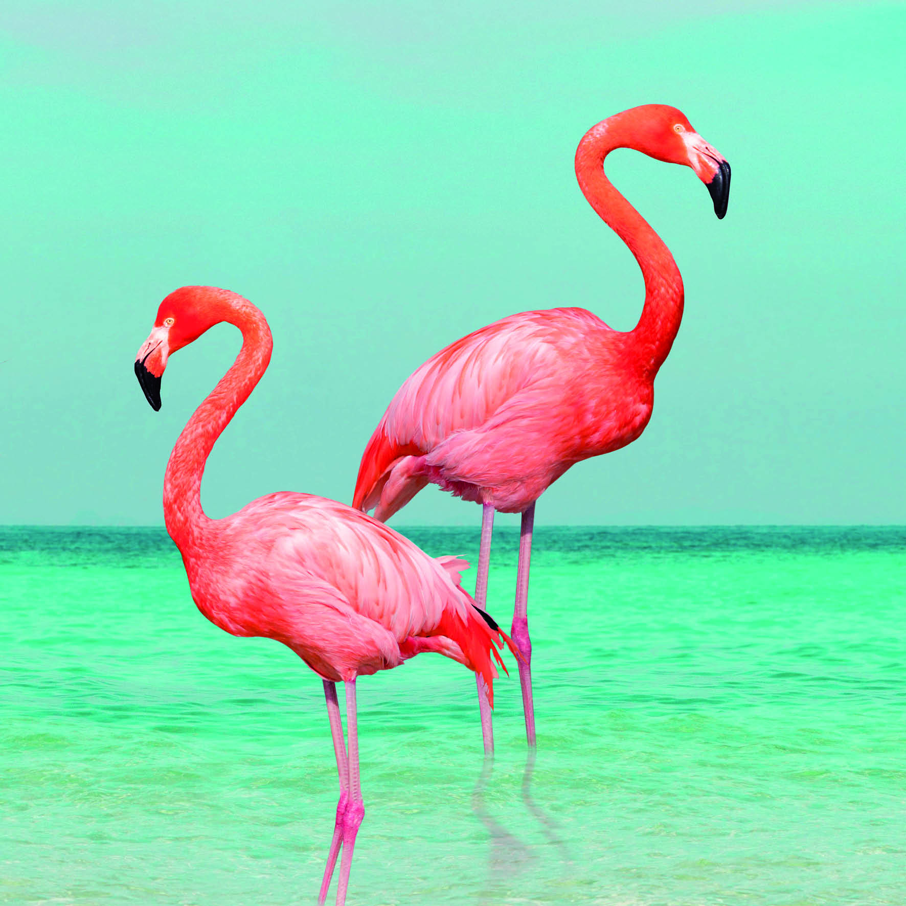 Flamingos Greetings Card