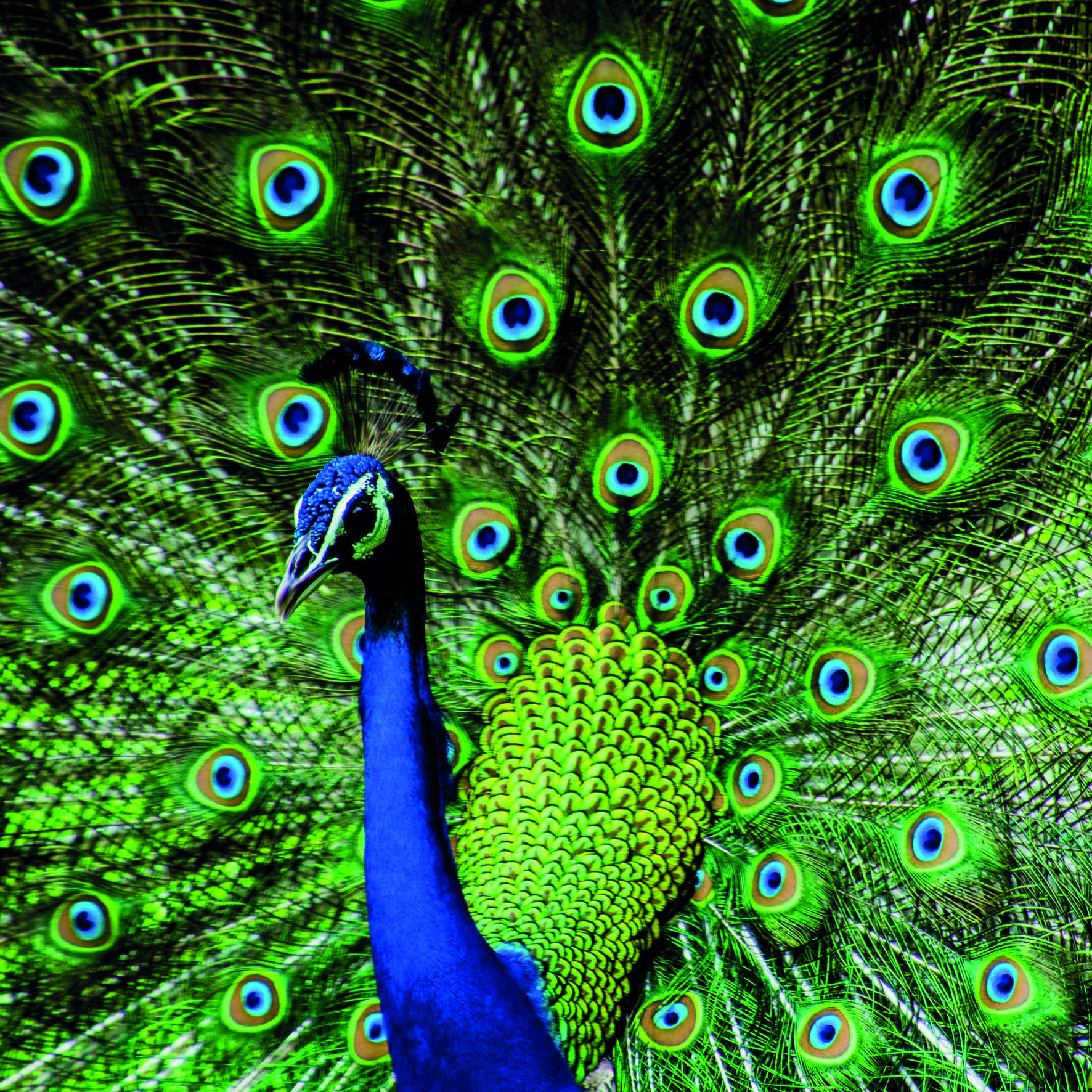 Peacock Greeting Card