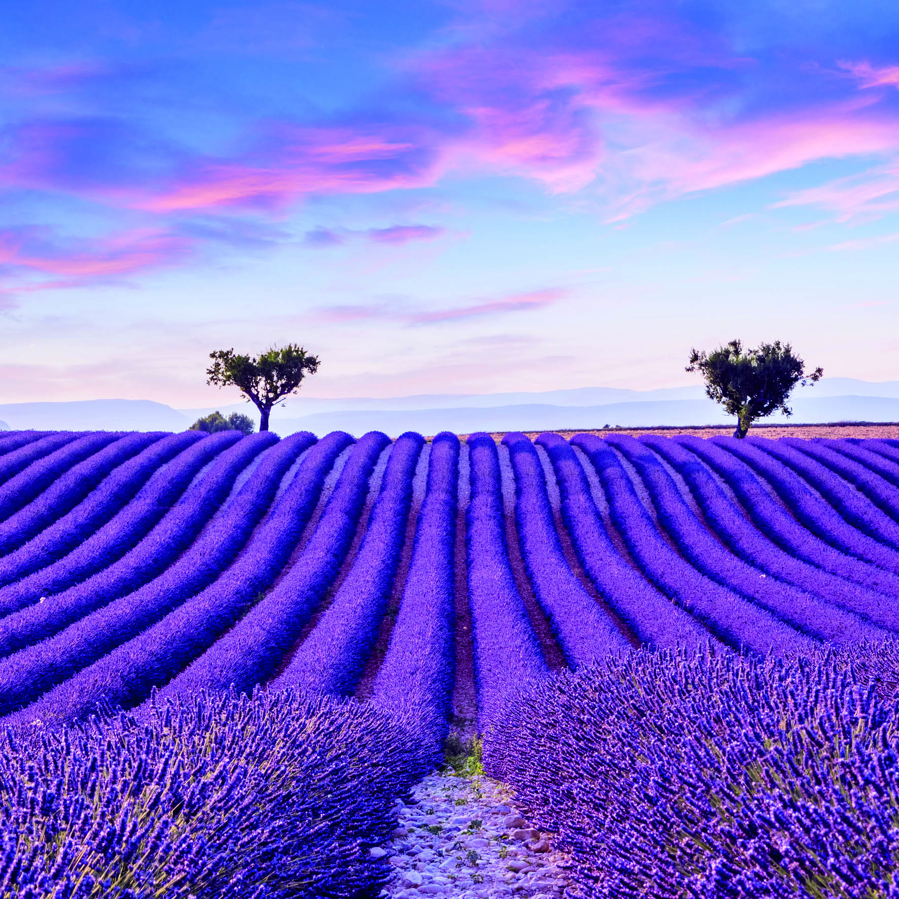 Lavender Field Greeting Card