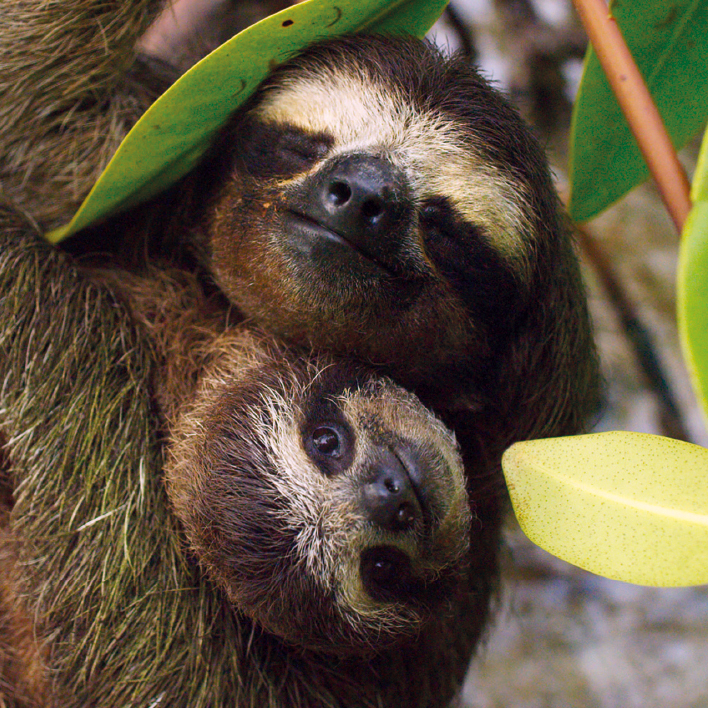 Three-toed Pygmy Sloth Greeting Card