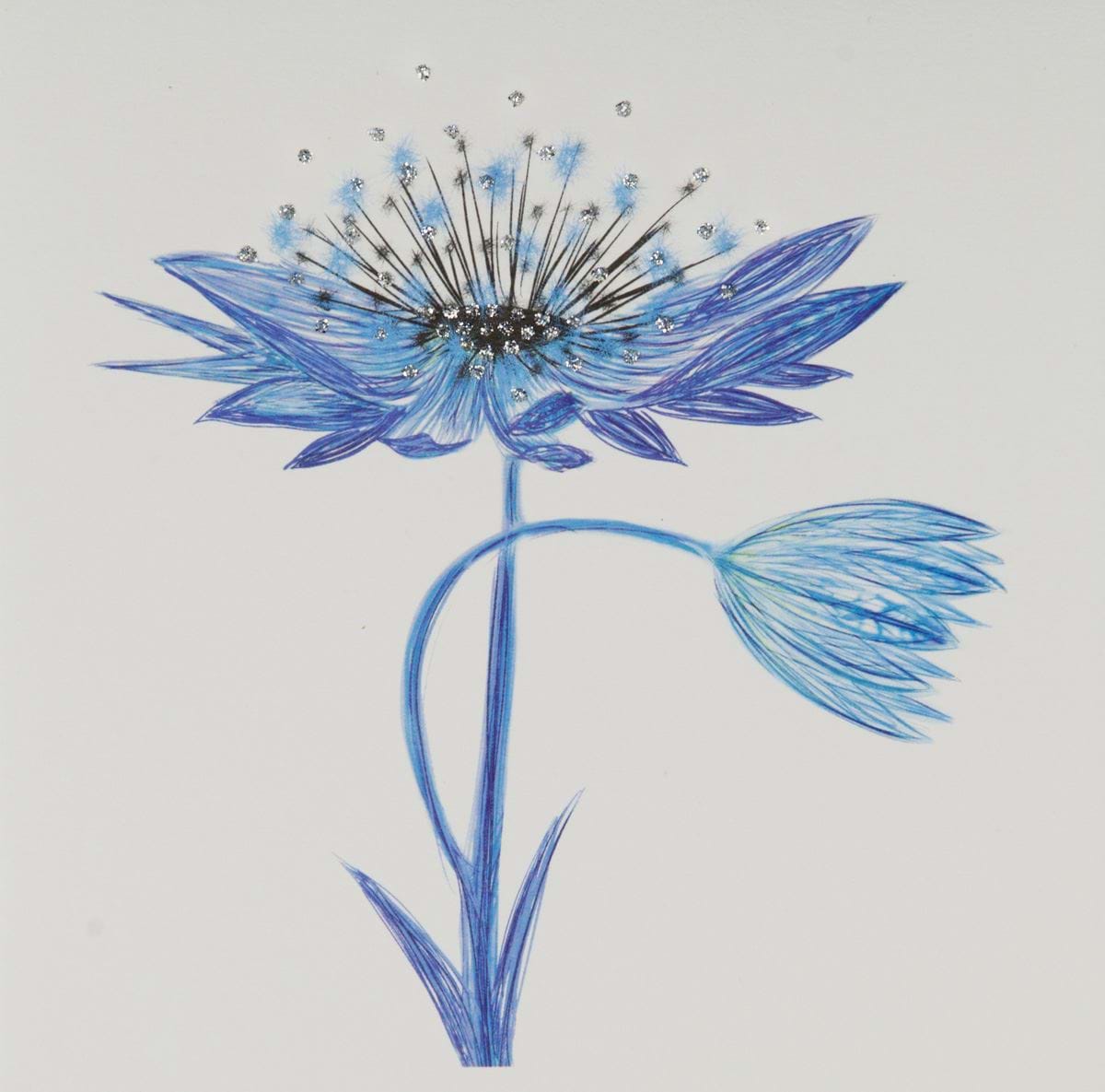 Blue Astrantia Flower Luxury Greeting Card