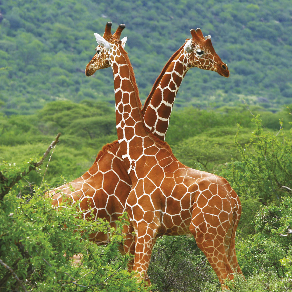 Giraffes Greeting Card