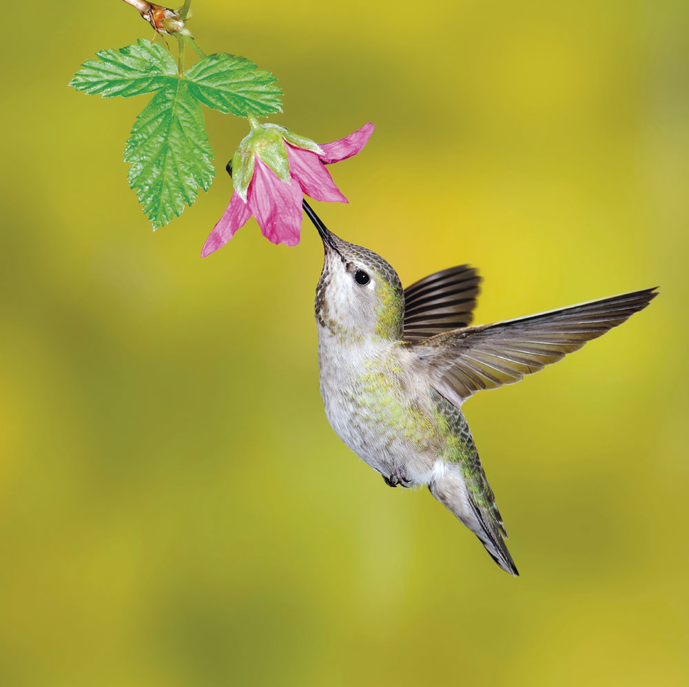 Anna's Hummingbird Greeting Card
