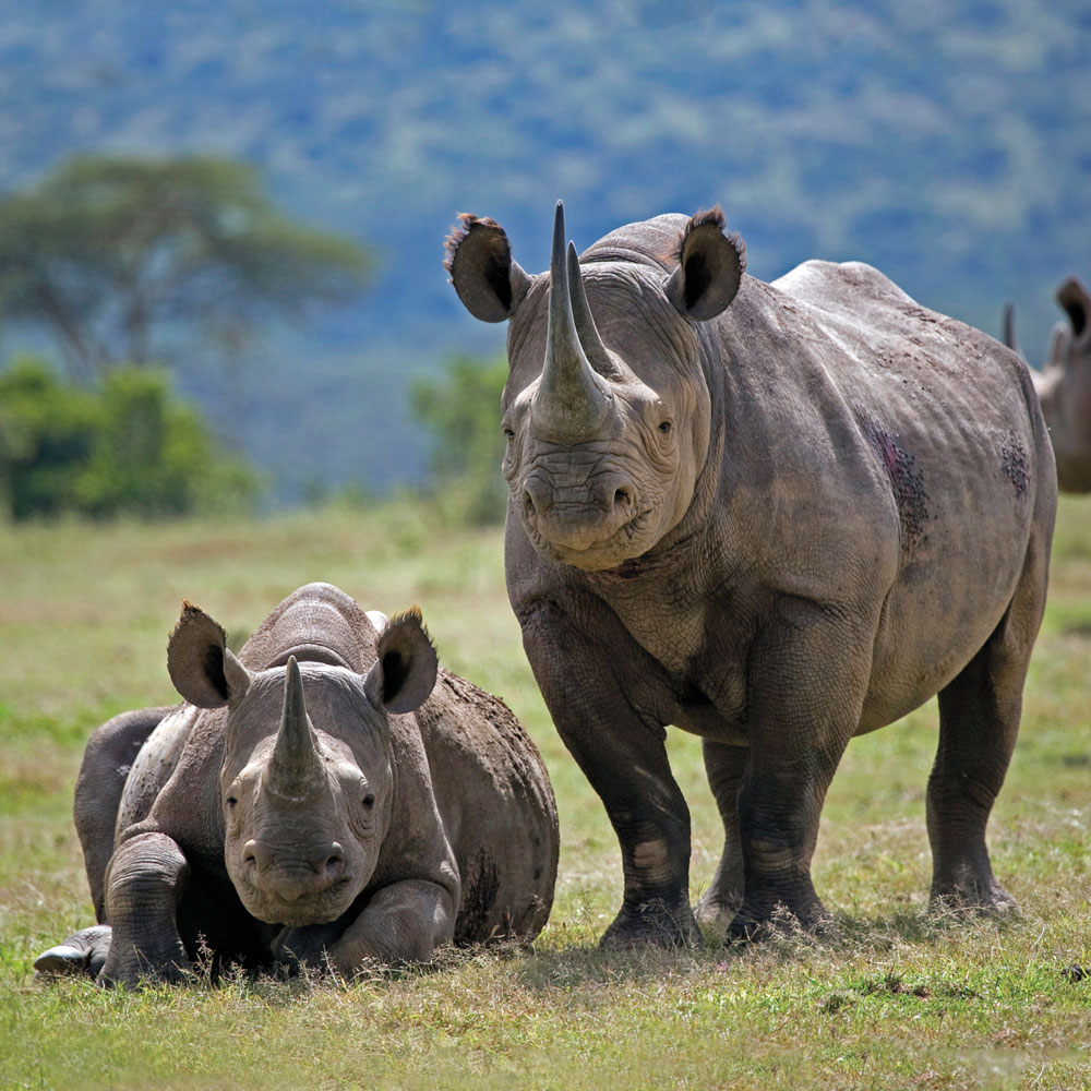 Black Rhino Greetings Card