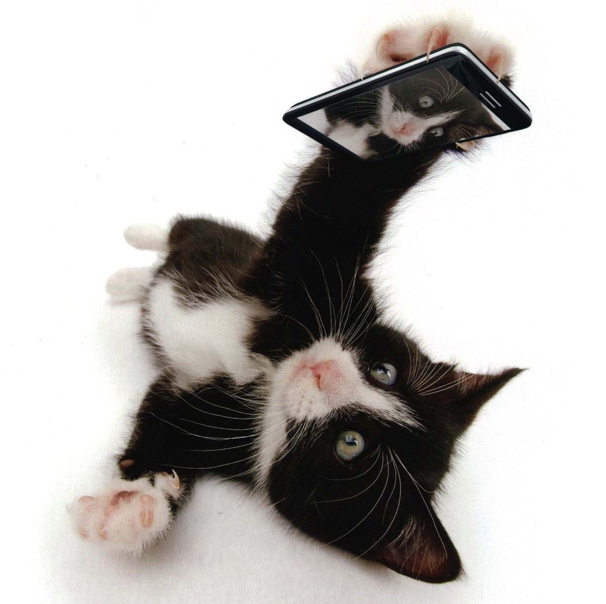 Selfie Kitten Greeting Card