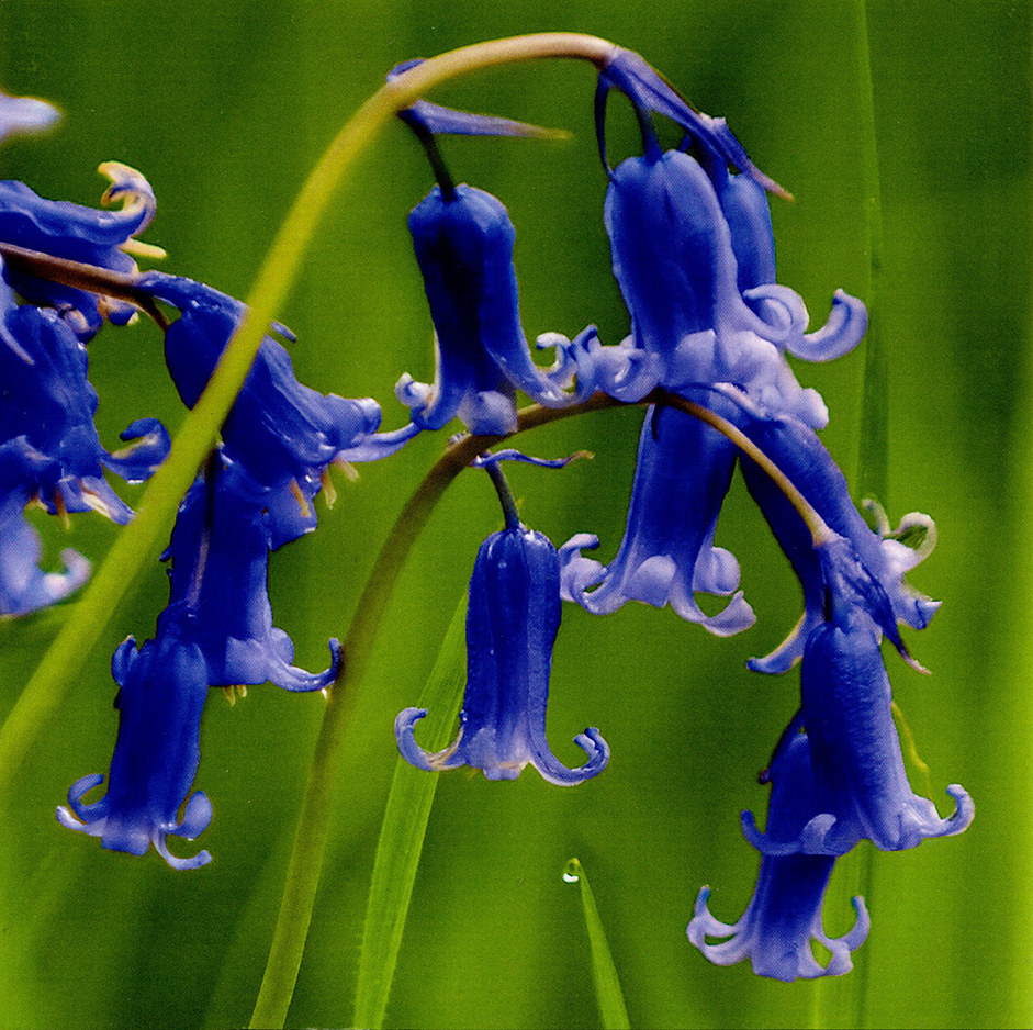 Bluebells Greeting Card