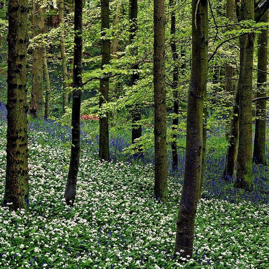 Bluebells & Wild Garlic Greeting Card