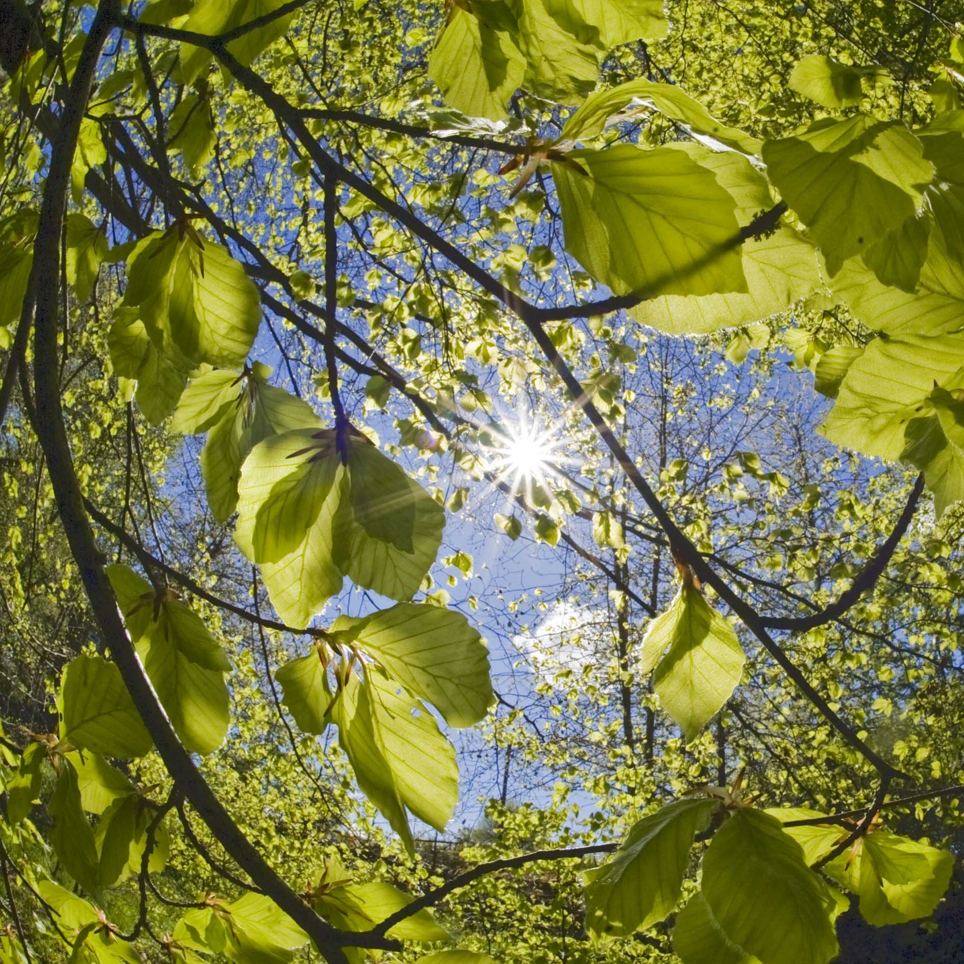 Sun Shining Through Beech Leaves Greeting Card