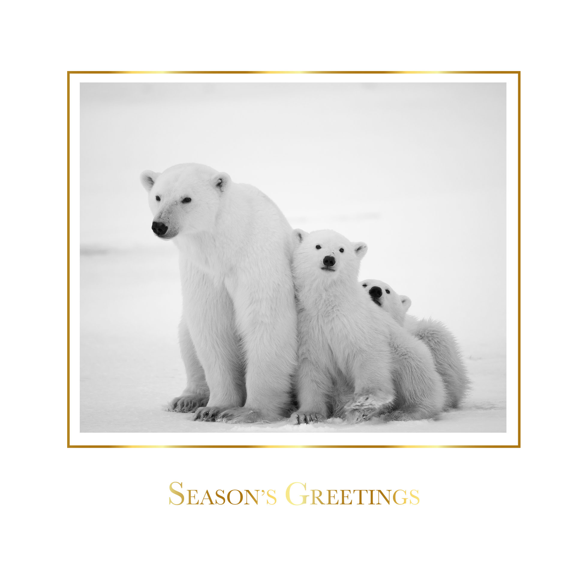 Polar Bear Family Personalised Christmas Card - Foiled Name