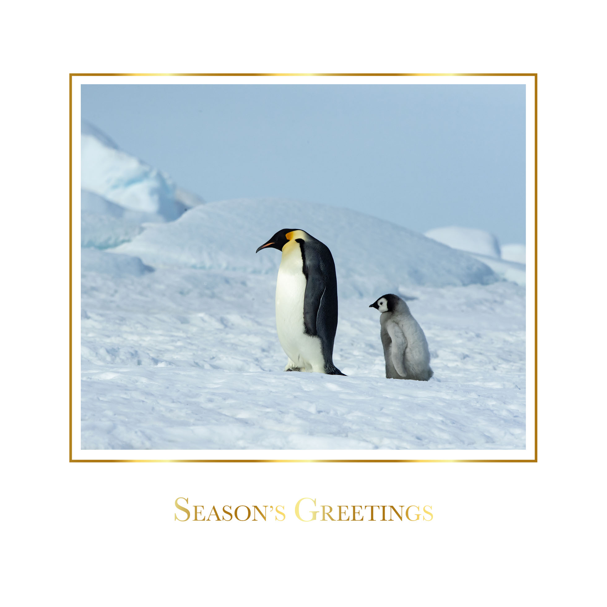 Penguins Personalised Christmas Card