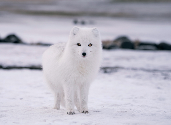 Arctic Fox Personalised Christmas Card