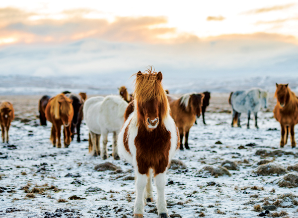 Winter Ponies Personalised Christmas Card