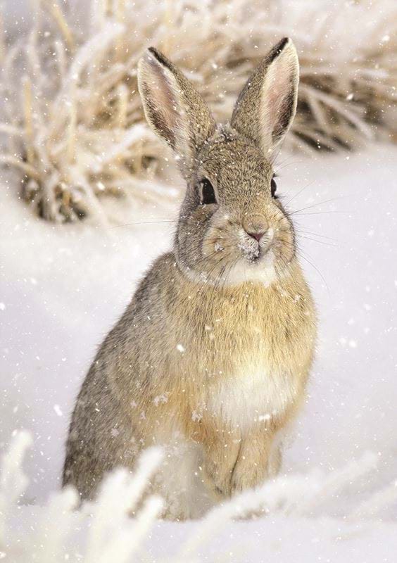 Winter Hare Personalised Christmas Card