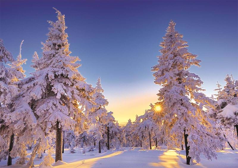 Winter Wonderland Personalised Christmas Card