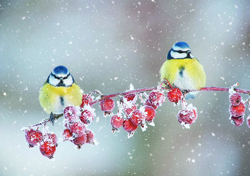 Blue Tits Personalised Christmas Card