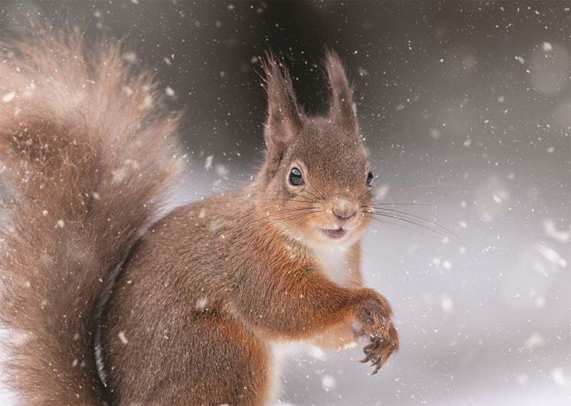 Cheerful Squirrel Personalised Christmas Card