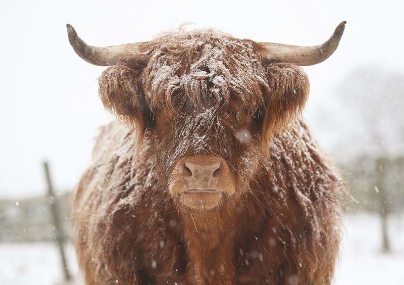 Highland Cow Personalised Christmas Card