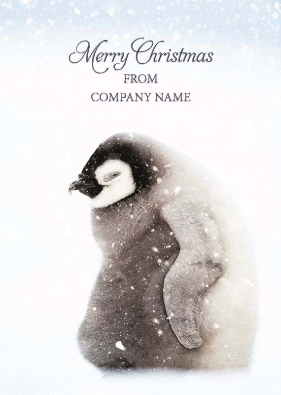 Penguin Chick Personalised Christmas Card - Front Personalisation