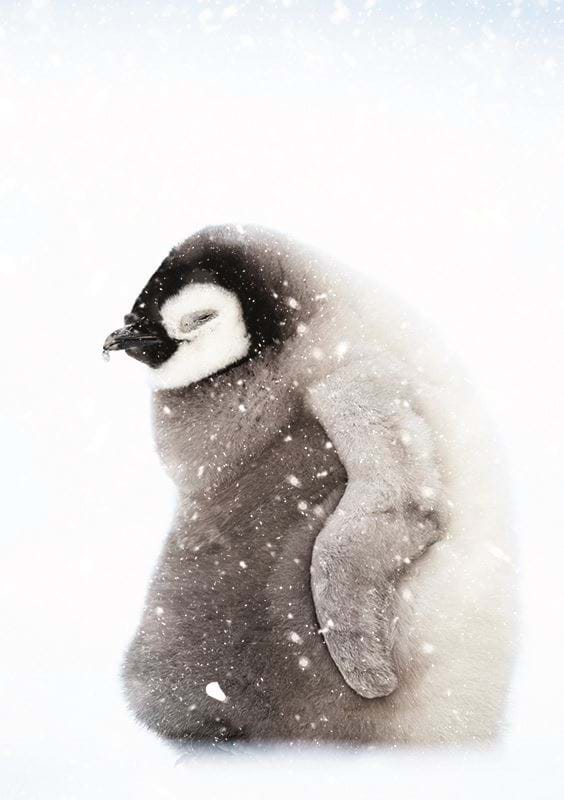 Penguin Chick Personalised Christmas Card