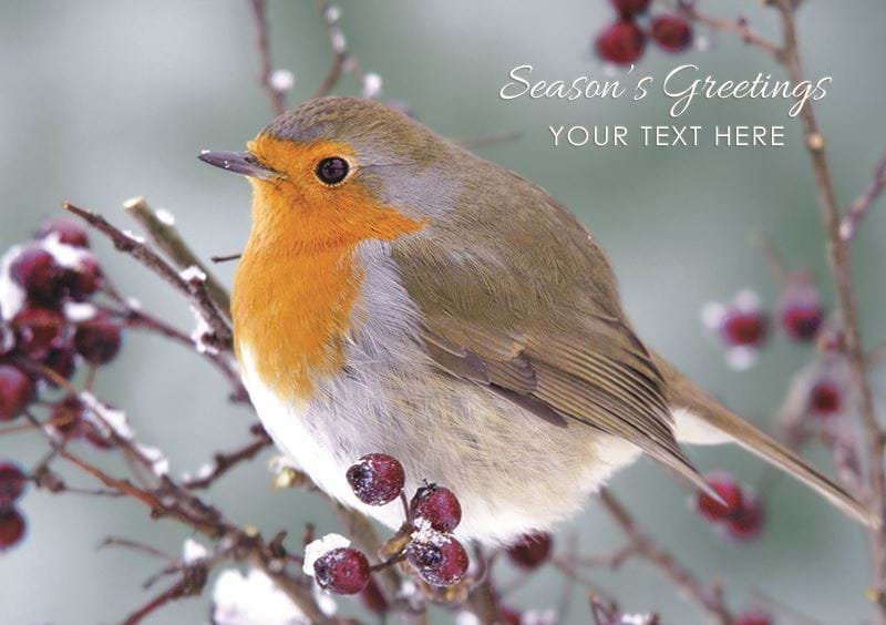 Robin and Berries - Front Personalised Christmas Card
