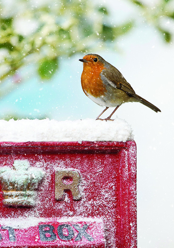 Robin on a Postbox Personalised Christmas Card