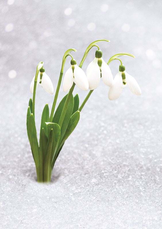 Snowdrops Personalised Christmas Card