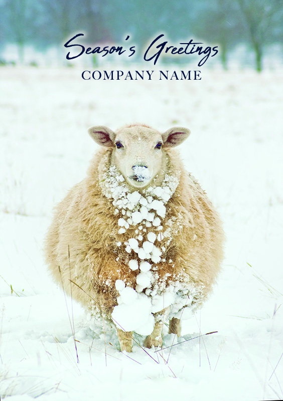 Snowy Sheep Personalised Christmas Card - Front Personalisation