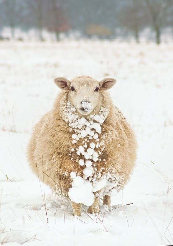 Snowy Sheep Personalised Christmas Card